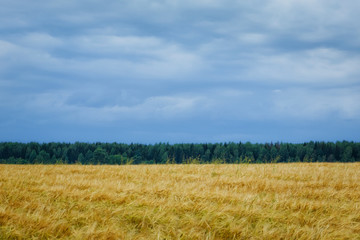 A large field of ripe wheat against the background of the stormy sky.