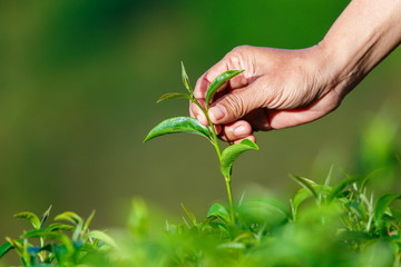 Hands picking the top of tea leaves in the garden for drying,blur,Soft focus,selective focus.