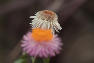 A pair of African Daisy flowers with foreground blurred and the one in the background in focus
