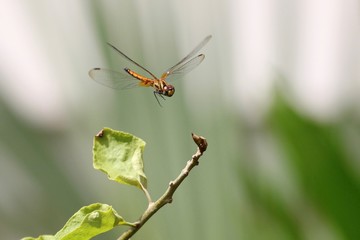 Freeze-frame of dragonfly about to land on a twig with blurred green background, with all four wings visible