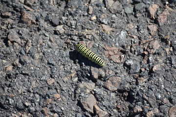 caterpillar