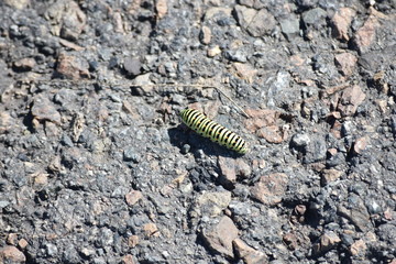 caterpillar