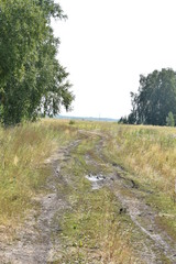 дорога в лесу