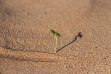 A single sprout grows in a barren expanse of sand.