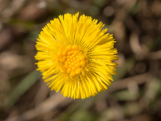 coltsfoot flower in spring day