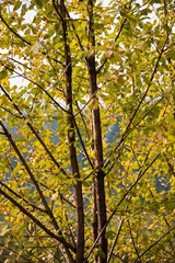 Abstract view of tree in Autumn with yellow foliage