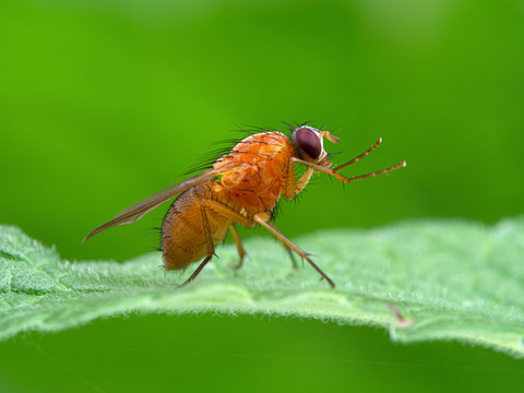 P1010040 Bright Orange Fly, Thricops Diaphanu, Cleaning Its Face And Front Legs, Deas Island, BC CECP 2020