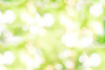 Obraz premium blurred Abstract natural greenery bokeh background in the forest with copy space using as background natural green plants landscape, ecology, fresh wallpaper concept.