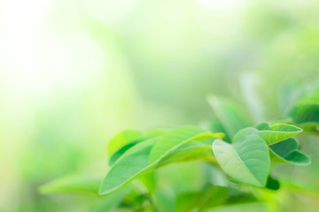 Closeup nature view of green leaf and gentle sunlight on blurred greenery background in the forest with copy space using as background natural green plants landscape, ecology, fresh wallpaper concept.