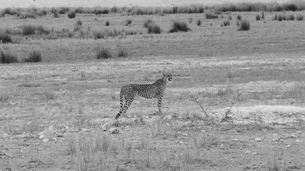 etosha4