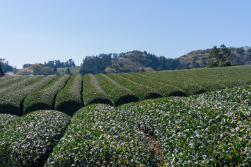 日本平の茶畑と富士山