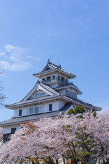 Naklejka premium 豊公園の桜