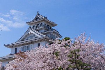 Naklejka premium 豊公園の桜