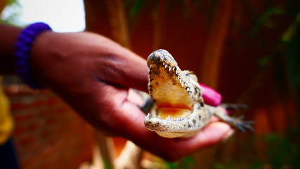 etosha15