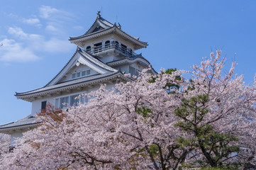 豊公園の桜