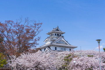 豊公園の桜