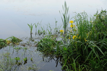 Yellow irises on the lake shore. Moscow region. Russia.