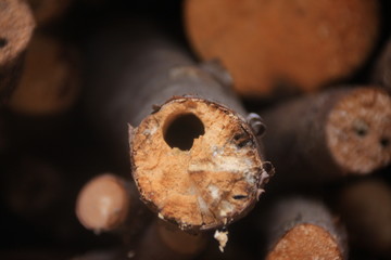 la galerie d'une abeille charpentière