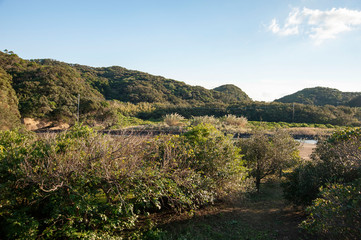 Fototapeta na wymiar 種子島の阿嶽川のマングローブ林