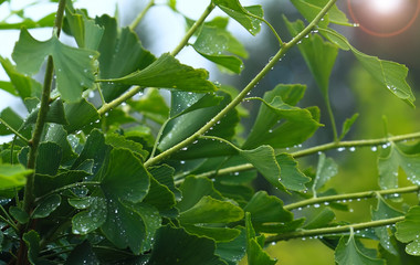 Raindrops close-up on young leaves of Ginkgo Biloba. Abstract nature background, Soft focus