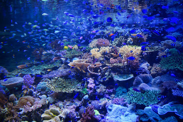 Fototapeta na wymiar サンゴ礁