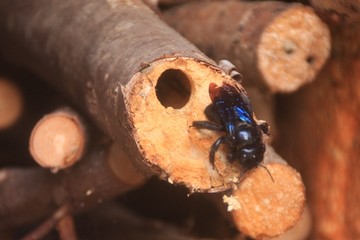 une abeille charpentière qui sort de sa galerie