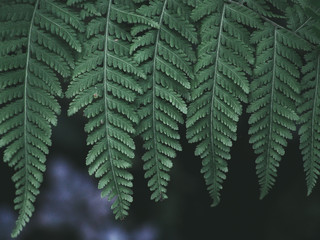 Green leaf nature vintage background