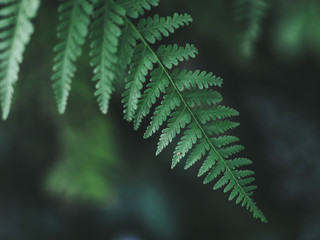 Green leaf nature vintage background