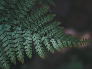 Green leaf nature vintage background
