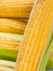 Corn cobs on the table.