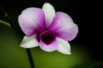 Naklejka na ściany i meble Close up of beautiful Orchid flower nature on dark background