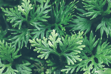 Green leaf nature vintage background