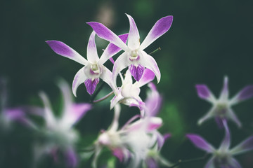 Fototapeta na wymiar Close up of beautiful Orchid flower nature on dark background