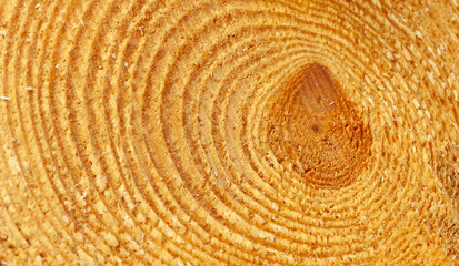 a close-up of the structure of a cut pine trunk, clear annual increments