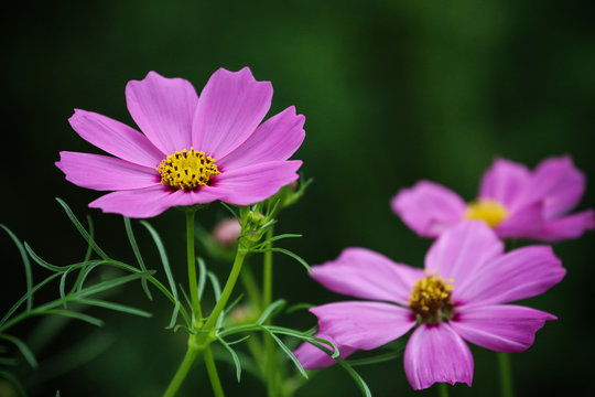close up picture of Beautiful Pink Cosmos flower in the garden