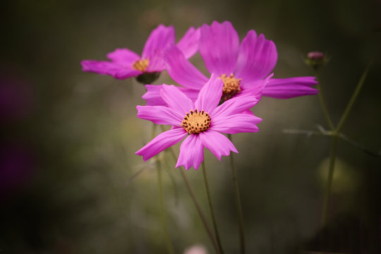 close up picture of Beautiful Pink Cosmos flower in the garden