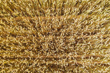 closeup aerial view of grain wheat ears in the field before harvest