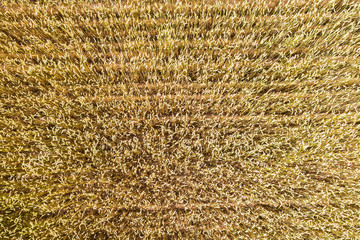 ripe wheat field from above, natural background of agriculture. aerial view from flying drone