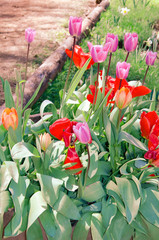 tulips in the garden