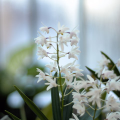 White tropical flower