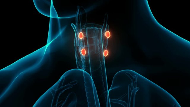 Human Body Glands Parathyroid Glands Anatomy Animation Concept