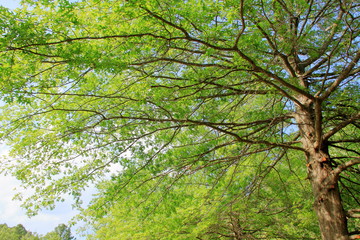 日光に美しく照らされる枝葉
