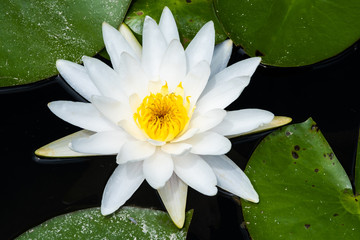 A Beautiful White Water Lily on The Water of A Pond