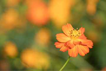 【秋】一輪のオレンジ色のコスモスの花が咲いている様子　マクロ撮影
