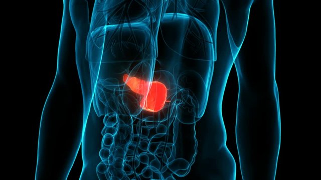 Human Internal Organ Pancreas Anatomy Animation Concept 