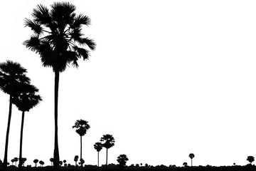silhouette sugar palm tree (Asian palmyra palm or Palmyra or Brab or Doub or Fan or Lontar or Toddy or Tala or Wine ) on white background at thailand.