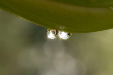 Fototapeta  Krople deszczu na pąku lilji obraz