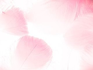 Beautiful abstract gray and pink feathers on white background,  white feather frame texture on pink...
