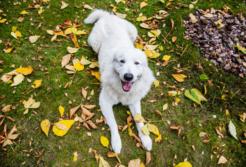 a happy dog lies in the fallen leaves.Maremma in autumn leaves.The white dog executes the lie down command.Maremma in autumn in the Park
