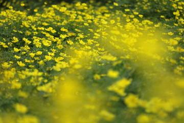 キバナコスモス